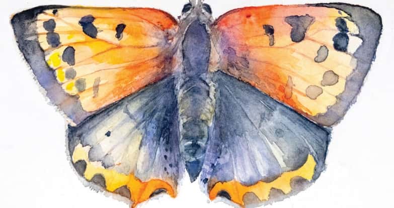 Il dipinto della farfalla