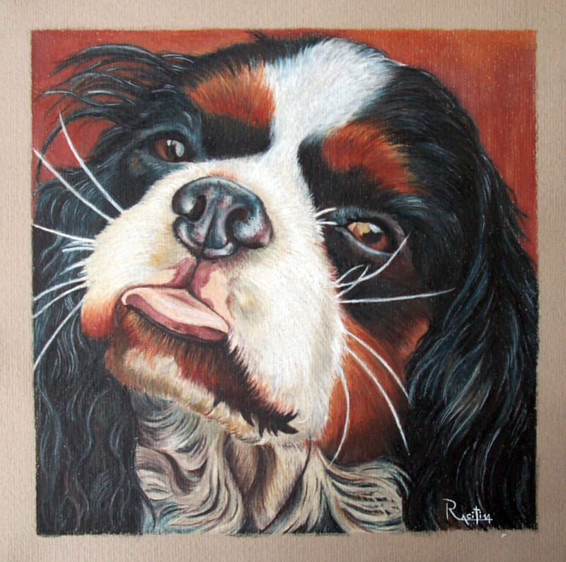 Alfio Raciti, ritratto cane Cavalier King