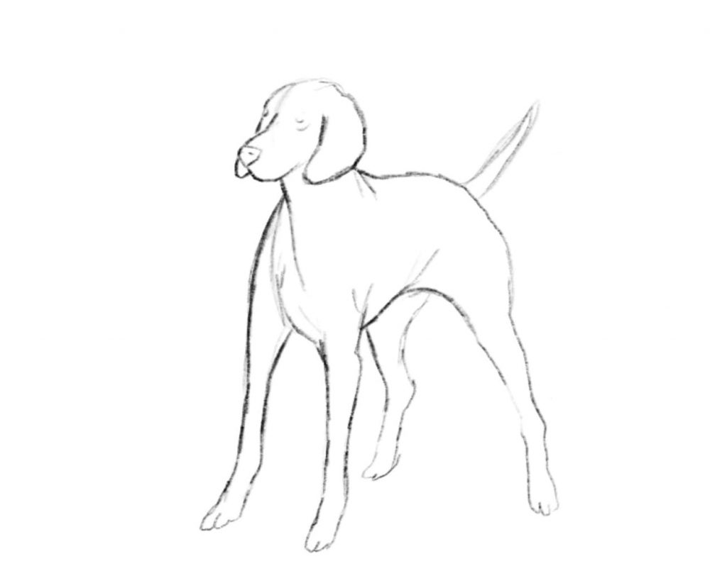 Come Disegnare Un Cane A Matita Una Guida Illustrata Momarte