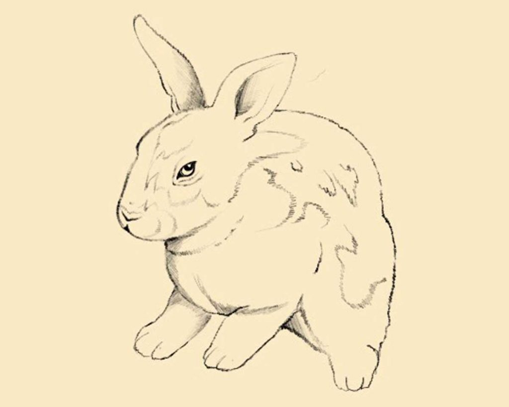 Disegno di un coniglio con zone di colore e dettagli