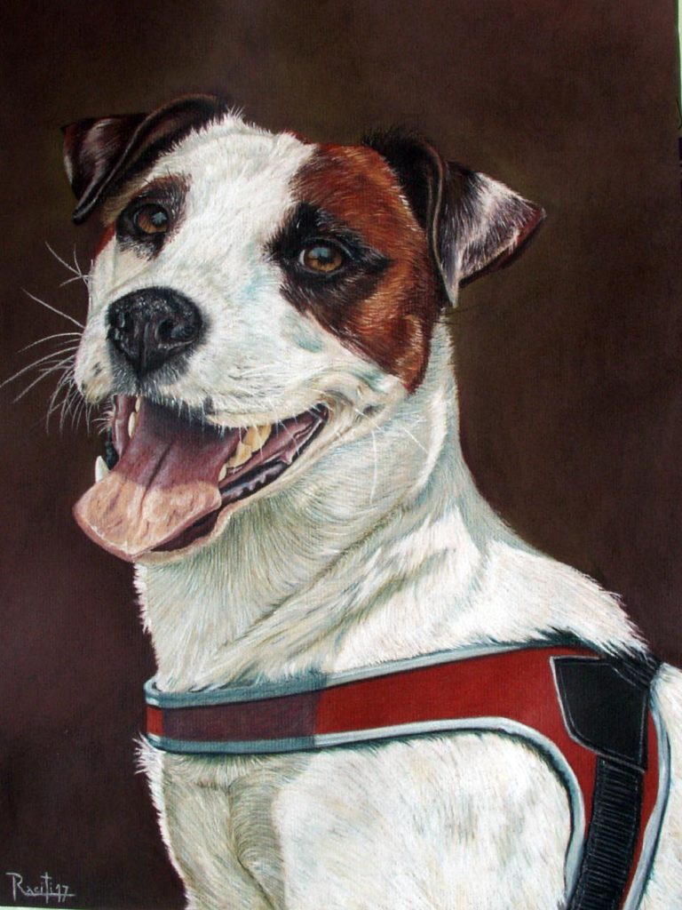 Alfio Raciti, ritratto cane Jack Russell